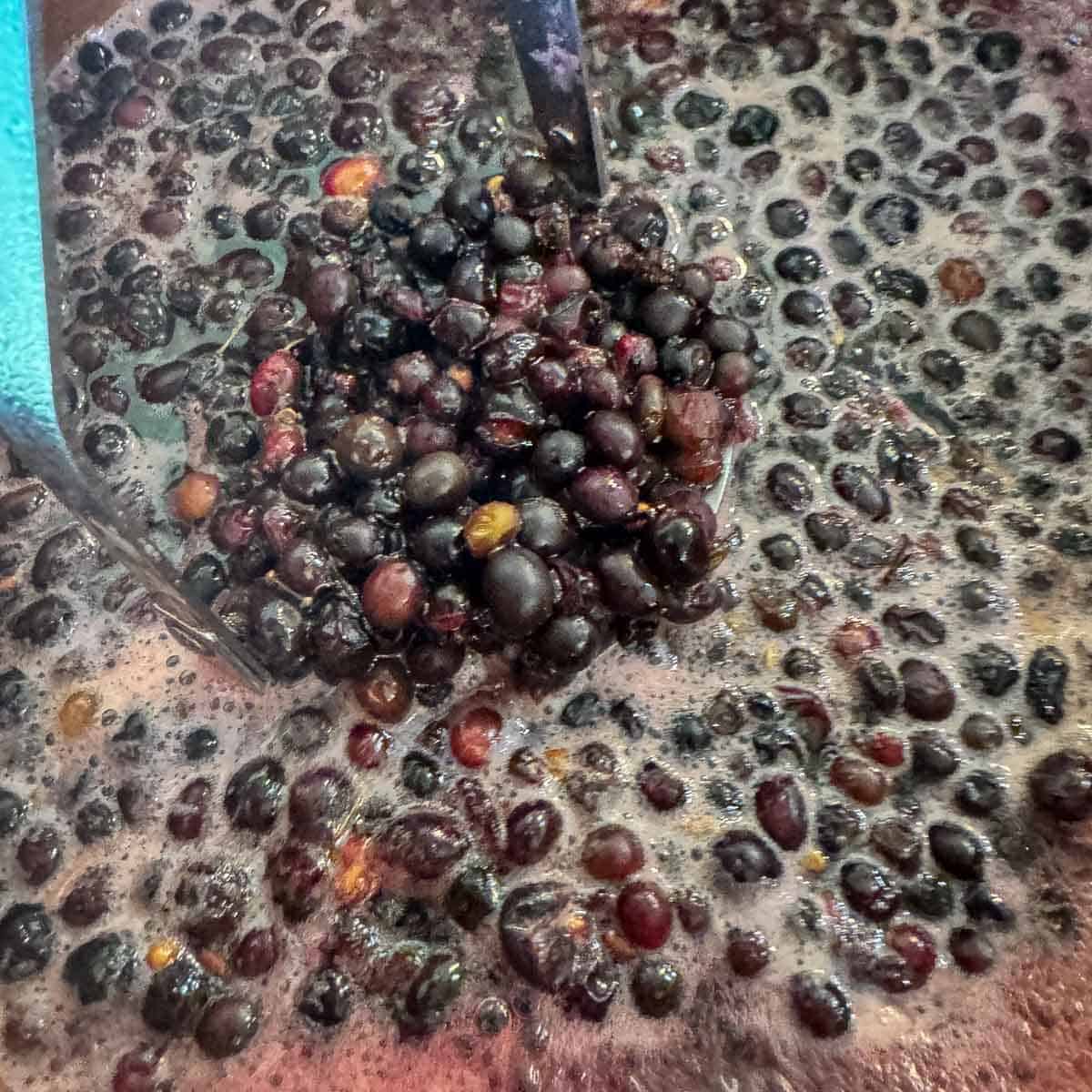 mashing oregon grape in a pot with water.