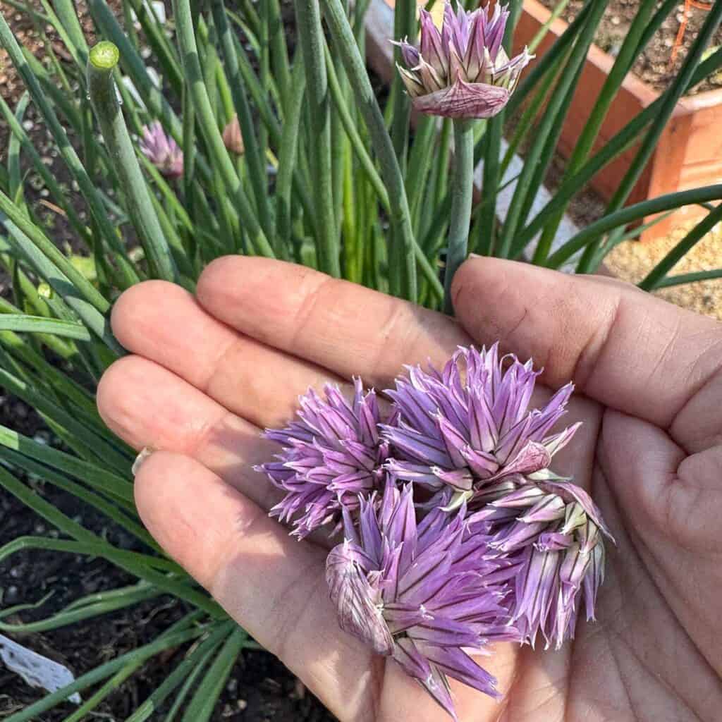 Chive Undergrround How to Make & Use Chive Blossom Vinegar | montanahomesteadharvest.com
