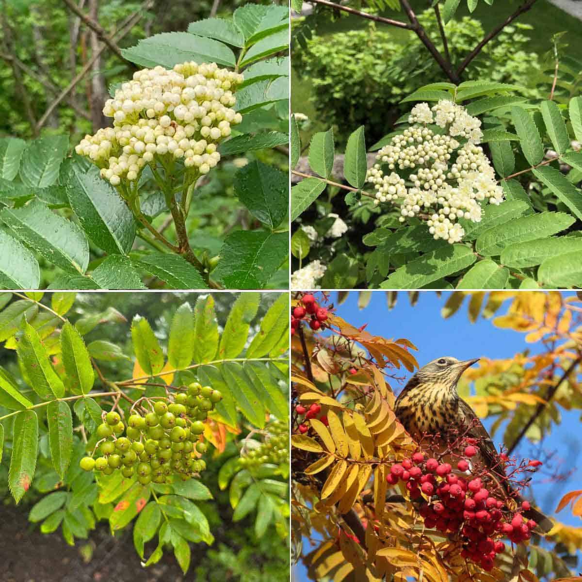 various stages of rowanberries from flowers to ripe berries being eaten by a bird. 
