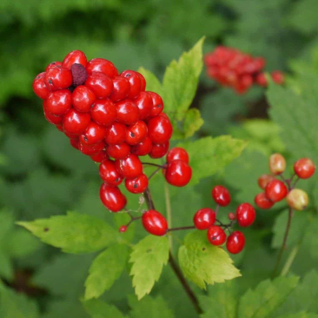 baneberries. 