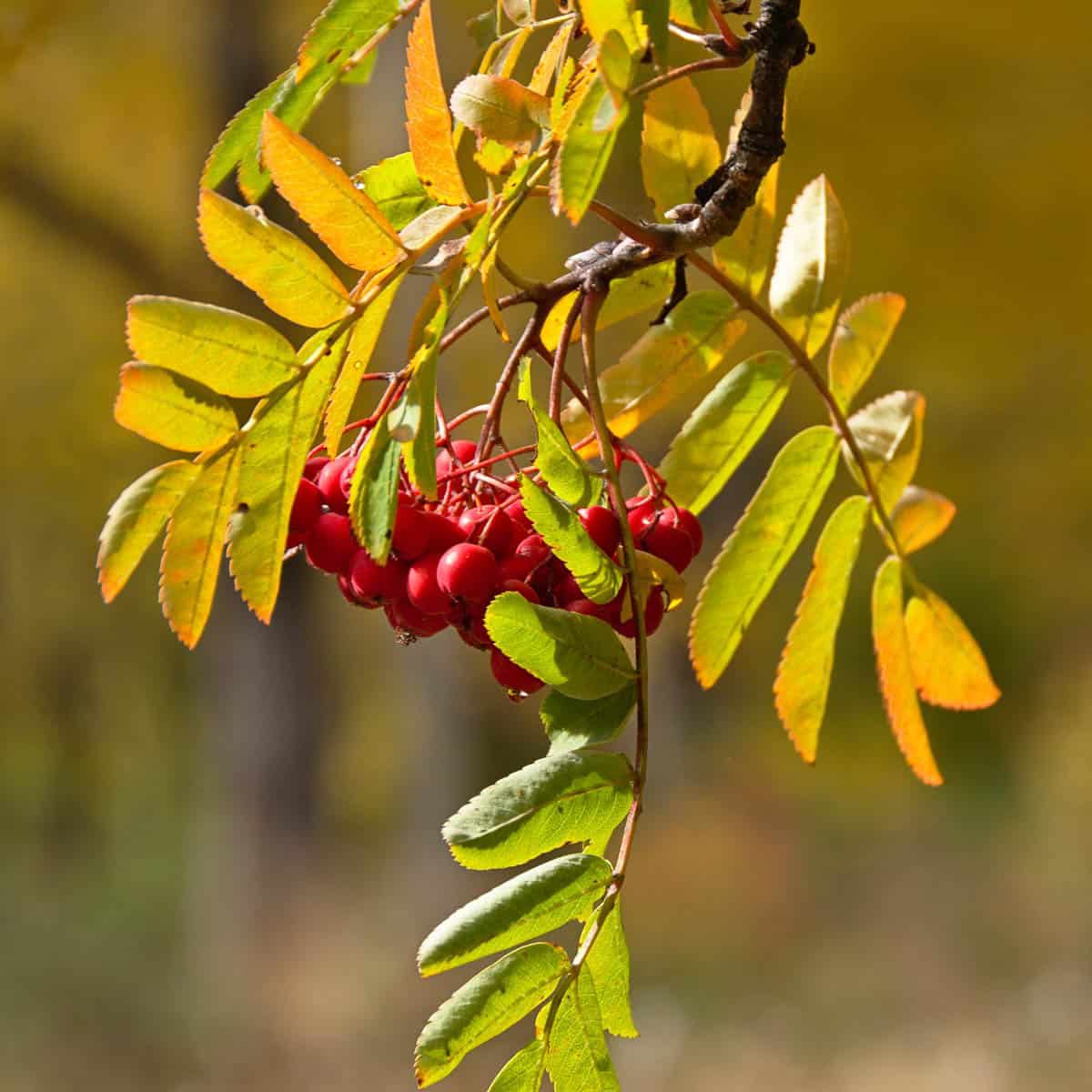 mountain ash berries. 