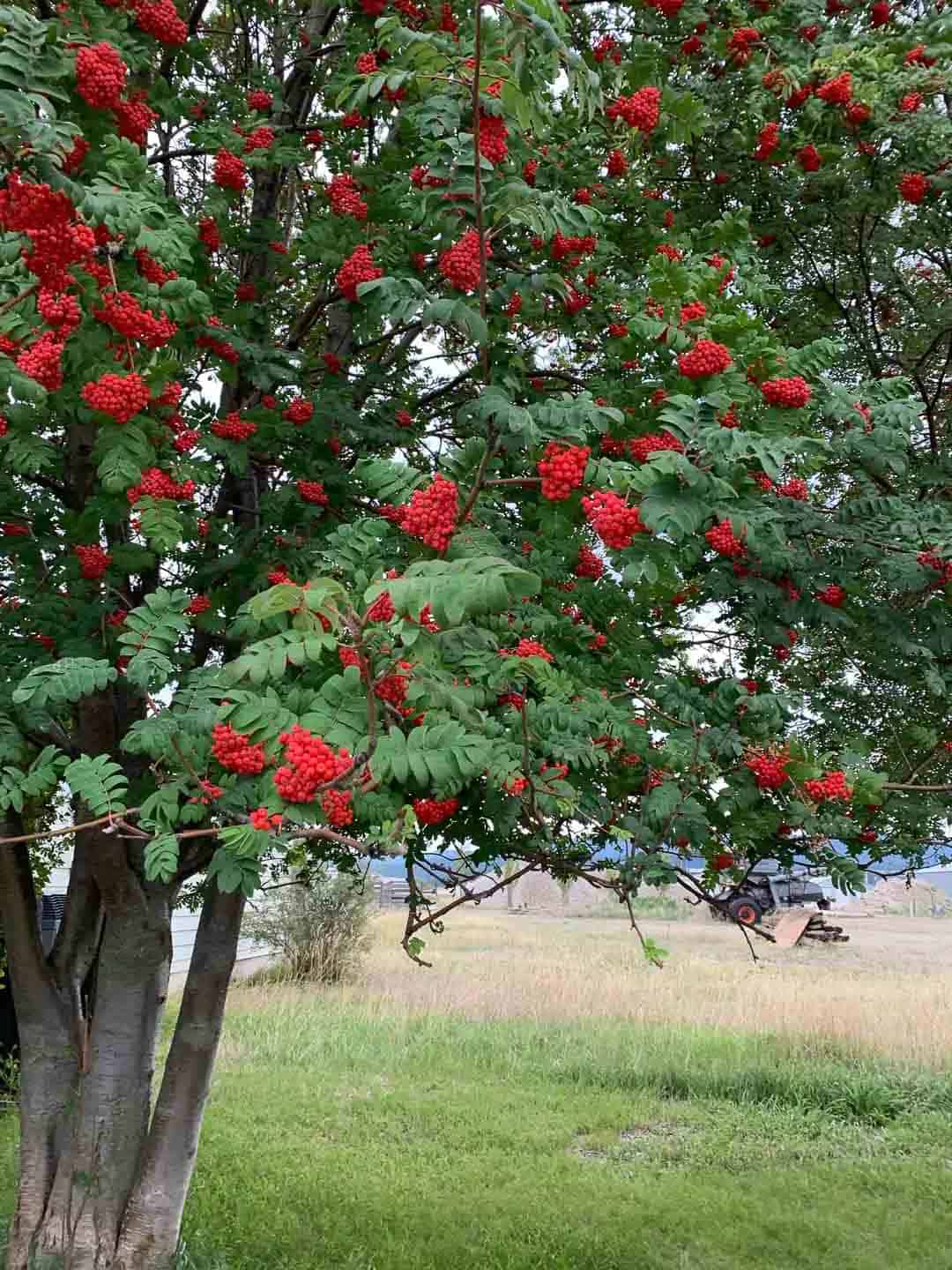mountain ash tree loaded with red berries.