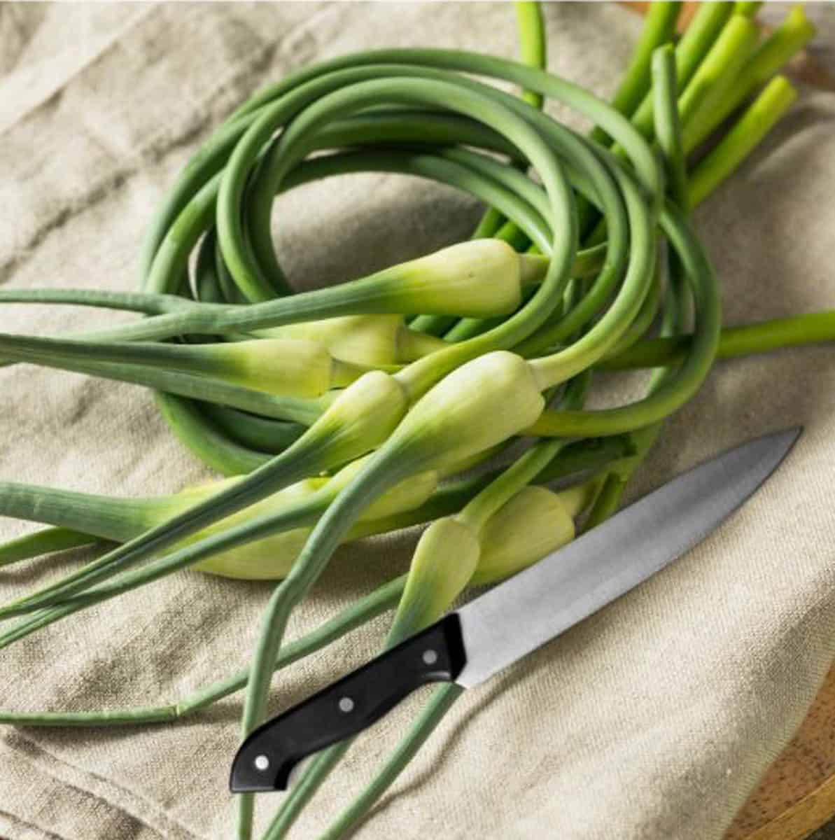 garlic scapes on a cloth napkin with a knife next to them. 