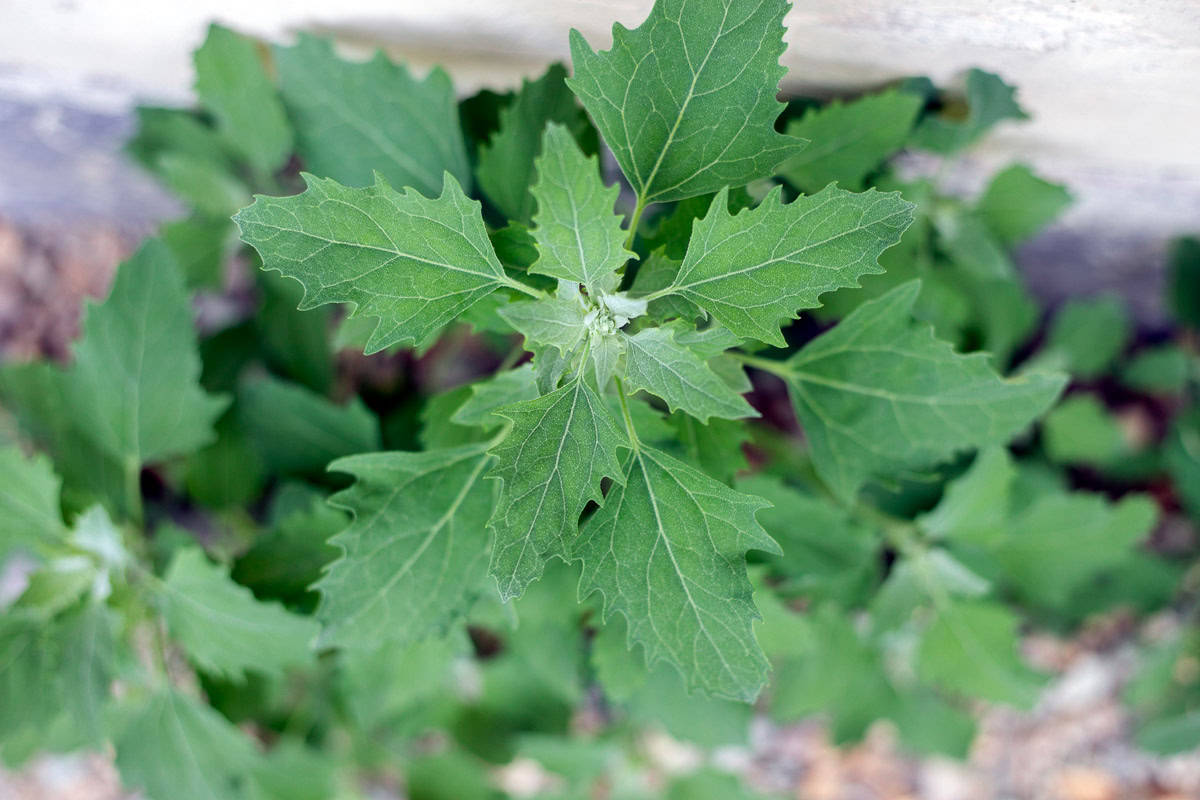 lamb's quarters plant.