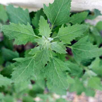 lamb's quarters plant