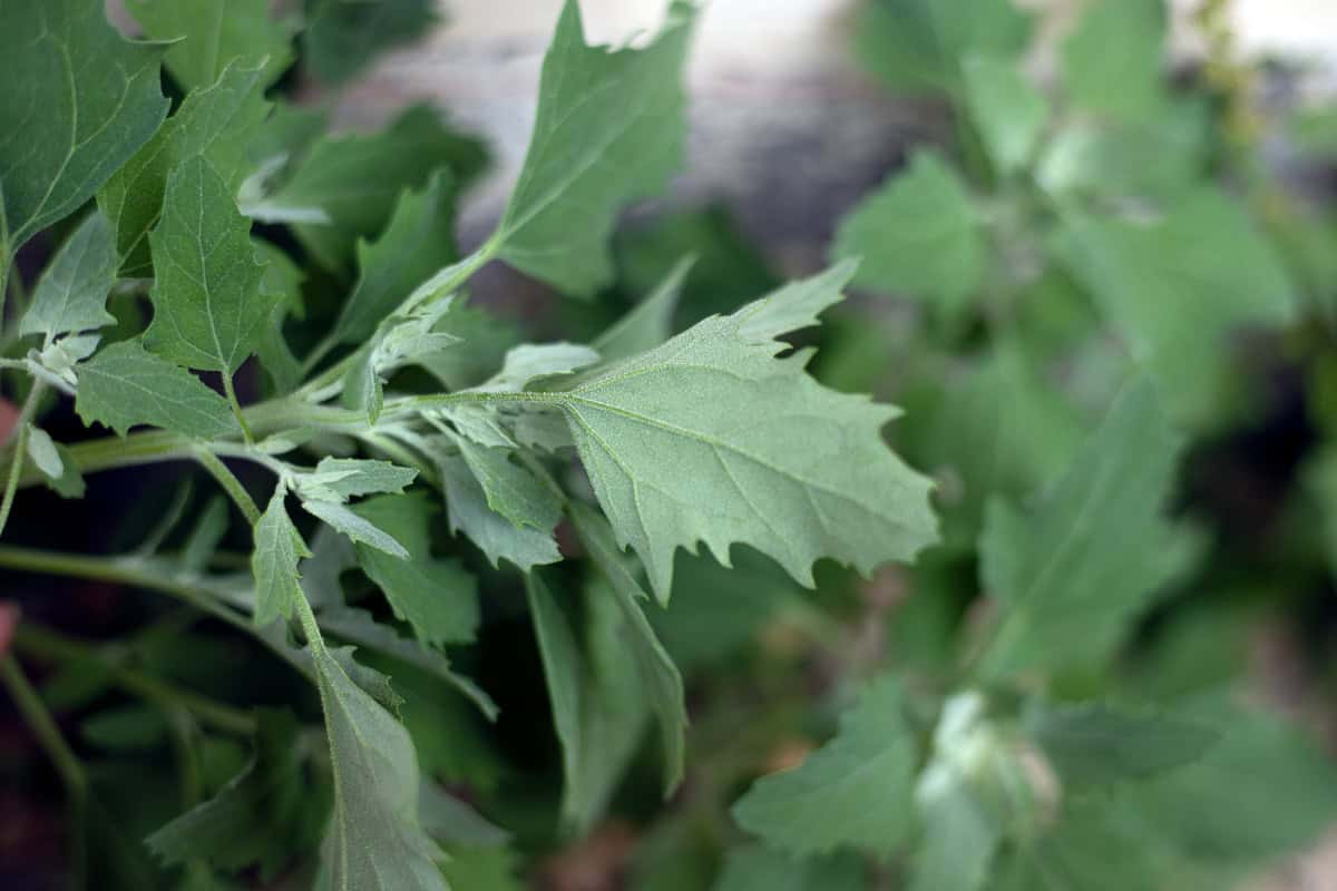 the back of lambs quarter plant.