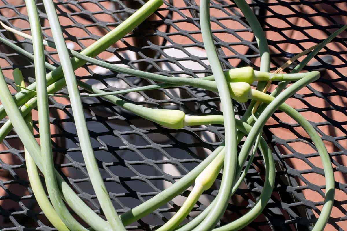 garlic scapes on a table. 