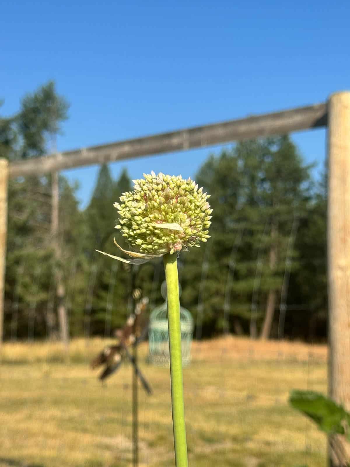 garlic scape flower bud. 