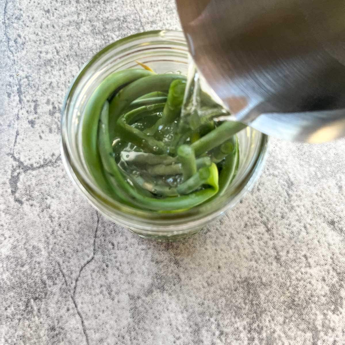 pouring brine over garlic scapes in a jar. 