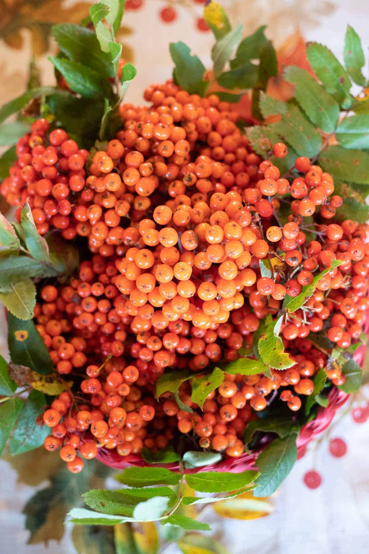 rowanberries in a basket. 
