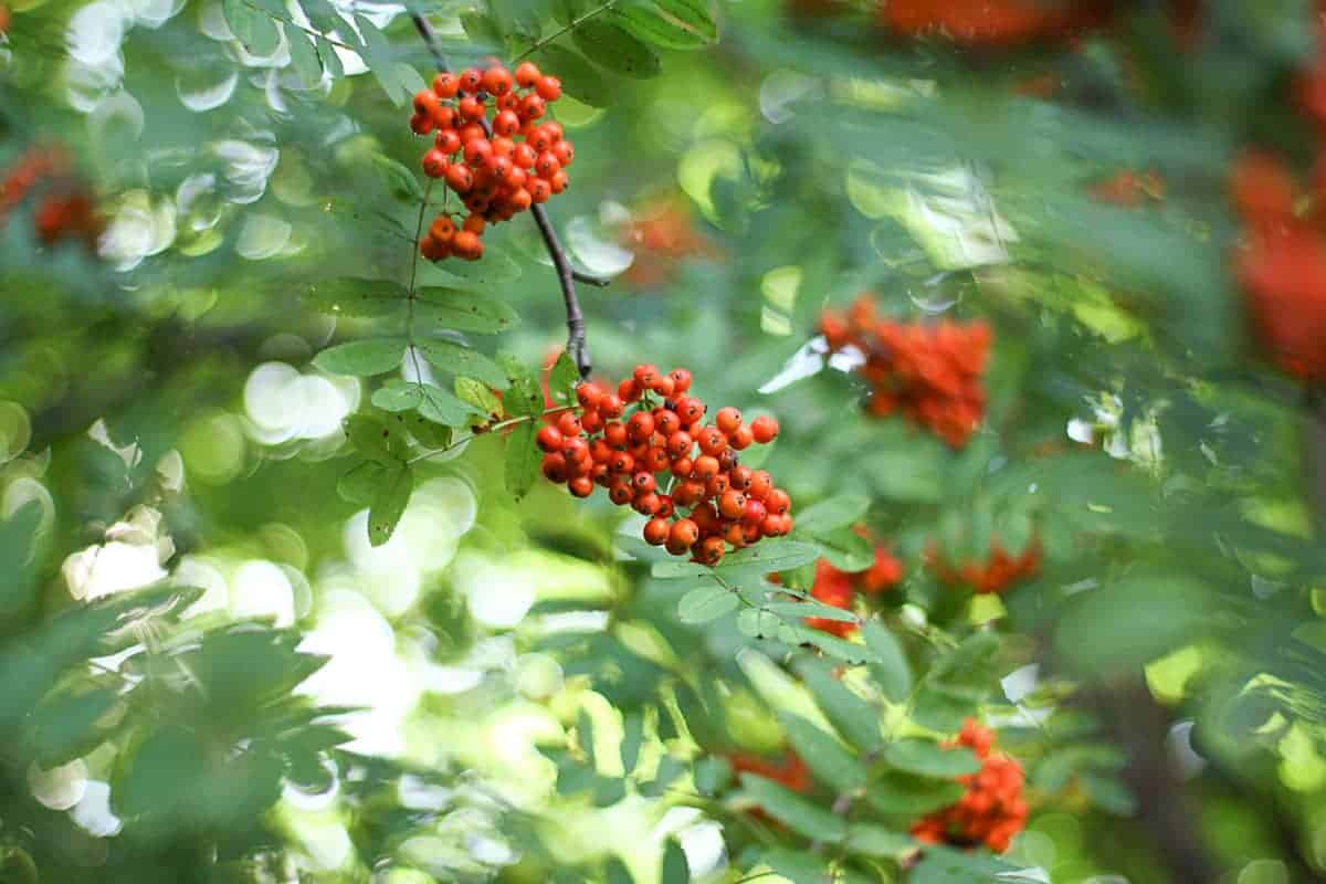 rowanberry tree
