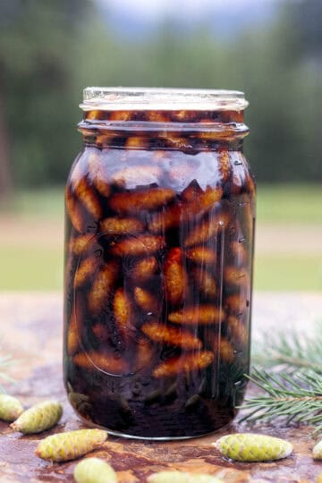a jar of mugolio with pine cones and pine branches around it.