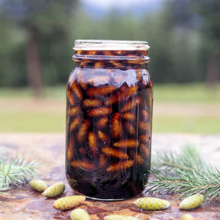 a jar of mugolio with pine cones and pine branches around it.