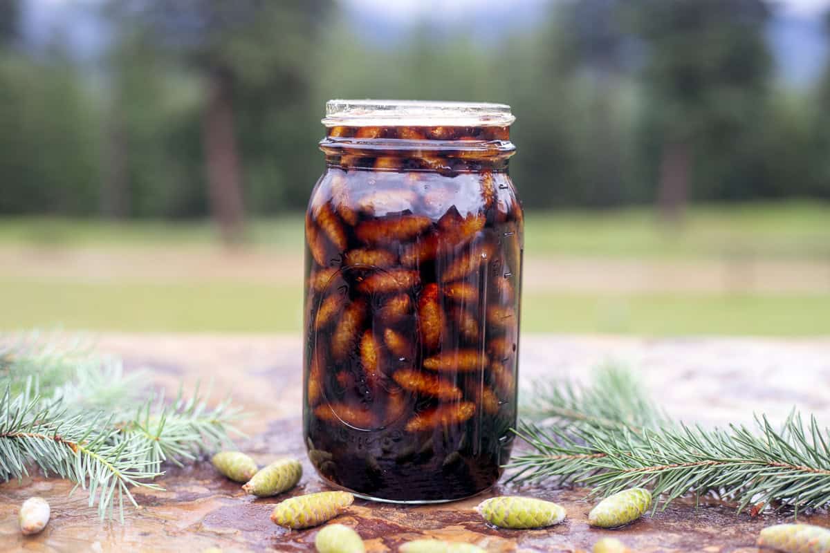 pinecone syrup in a jar with pine branches around it.
