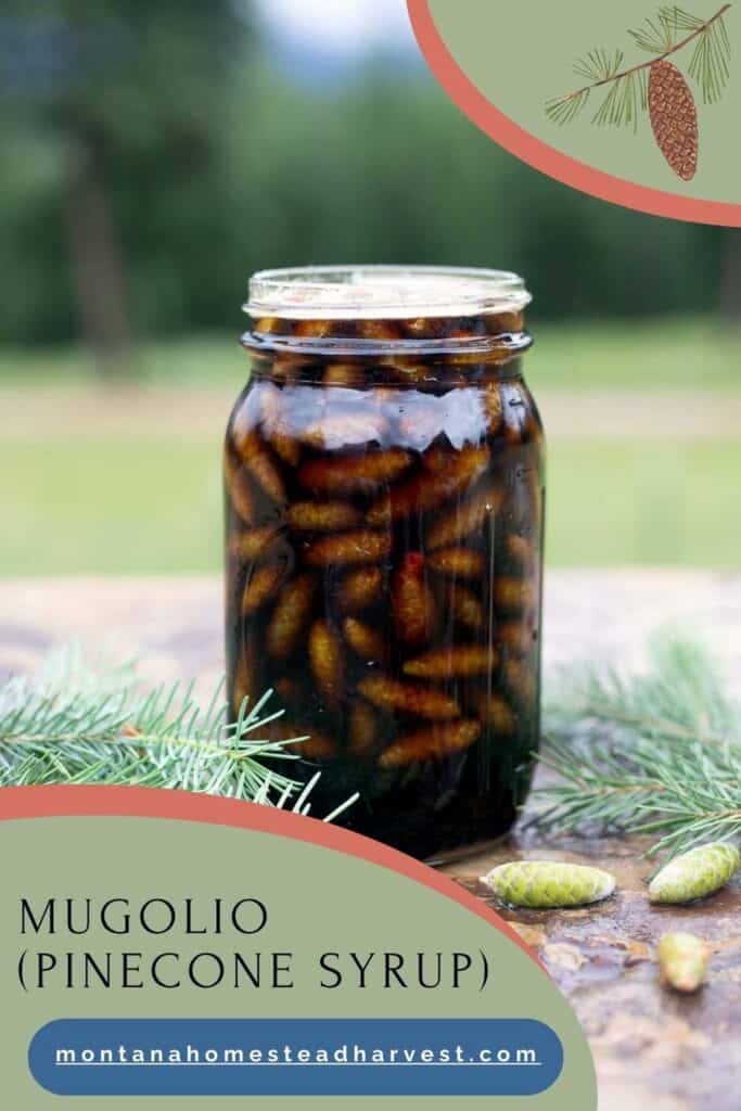 pinecone syrup (mugolio)
