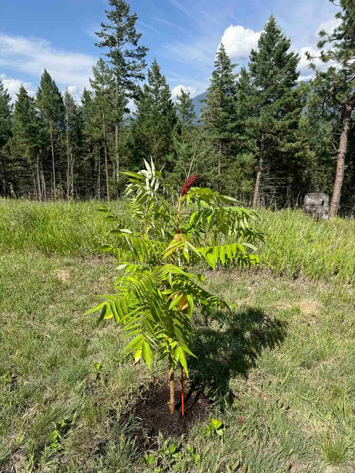 sumac shrub.