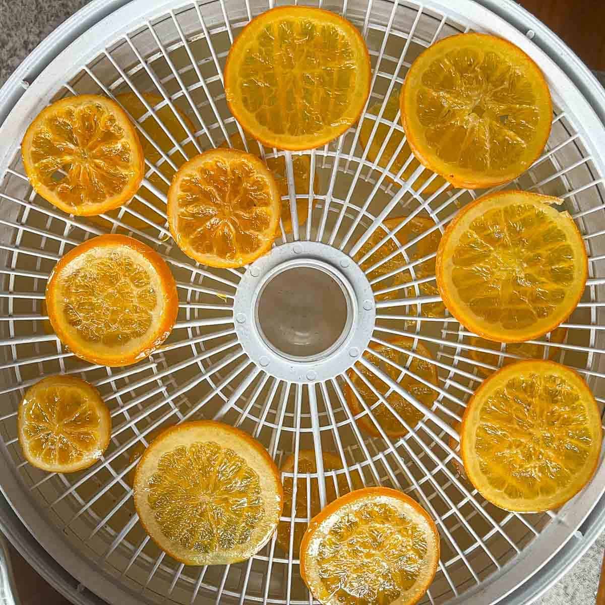 candied orange slices being dehydrated.