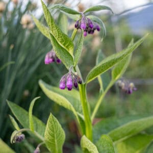 Comfrey Salve