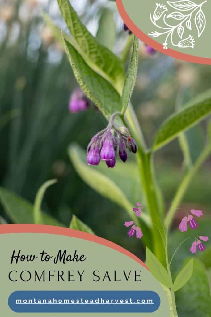 comfrey plant.