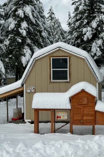 chicken house covered in snow.