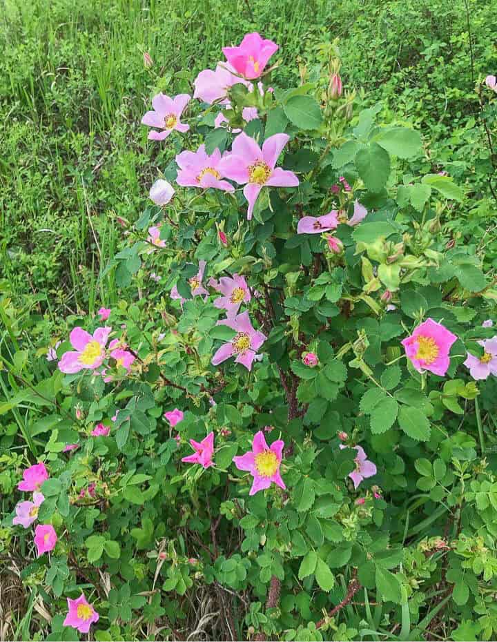 wild pink rose bush.