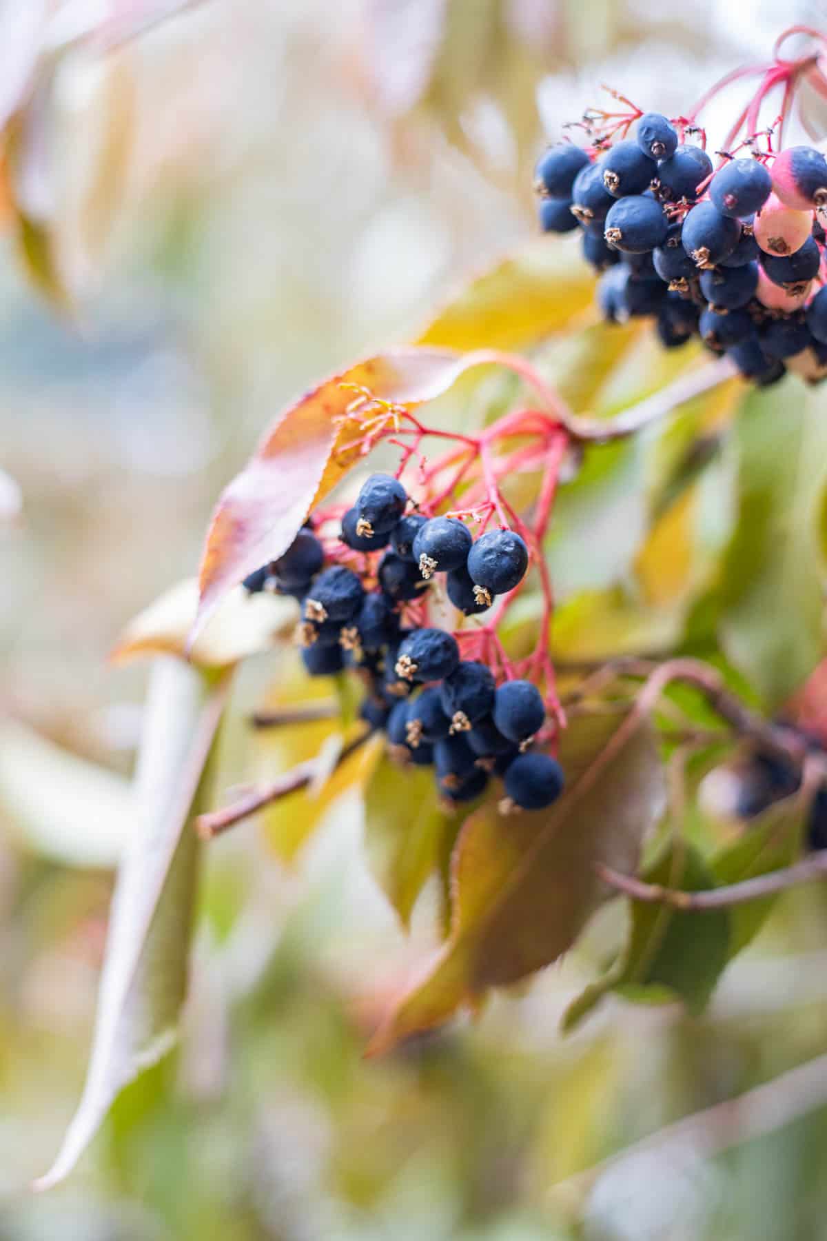 ripe nannyberries hanging from a tree.