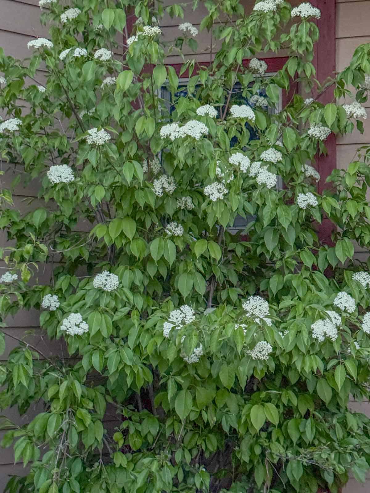 nannyberry tree with blossoms.