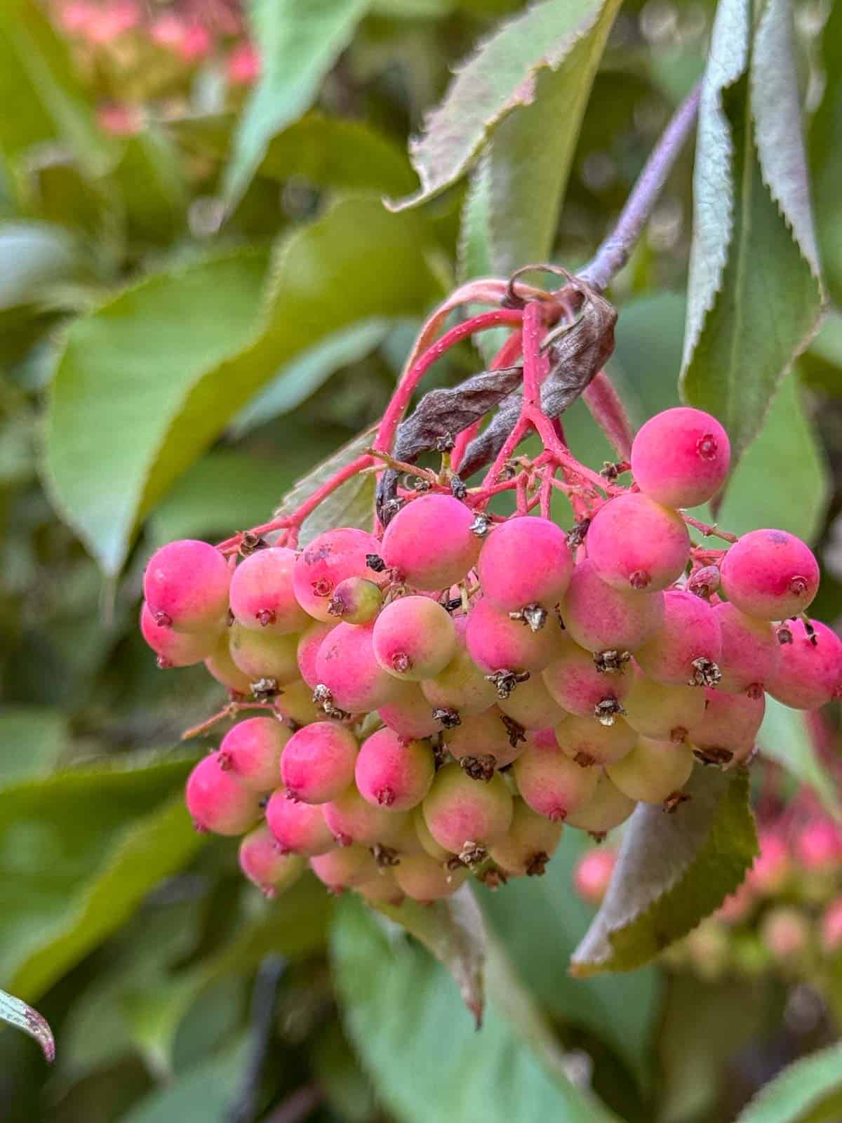 nannyberry plant with pink berries.