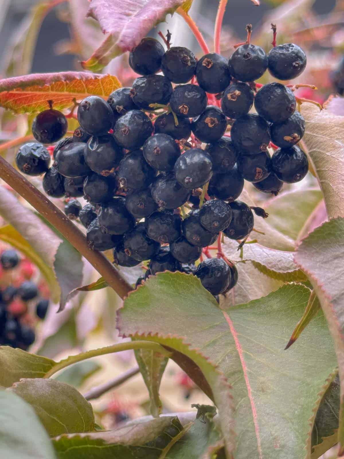 ripe nannyberries in a tree.