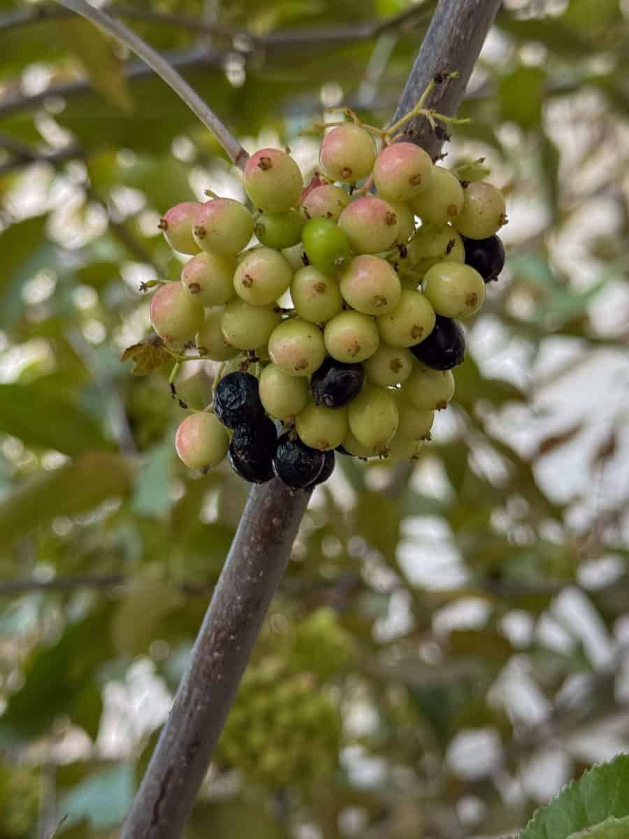a cluster of mostly unripe nannyberries.