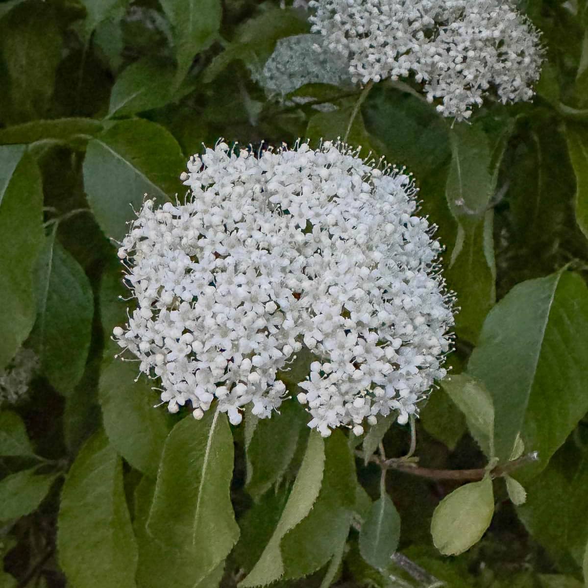 delicate what blossoms with green leaves.