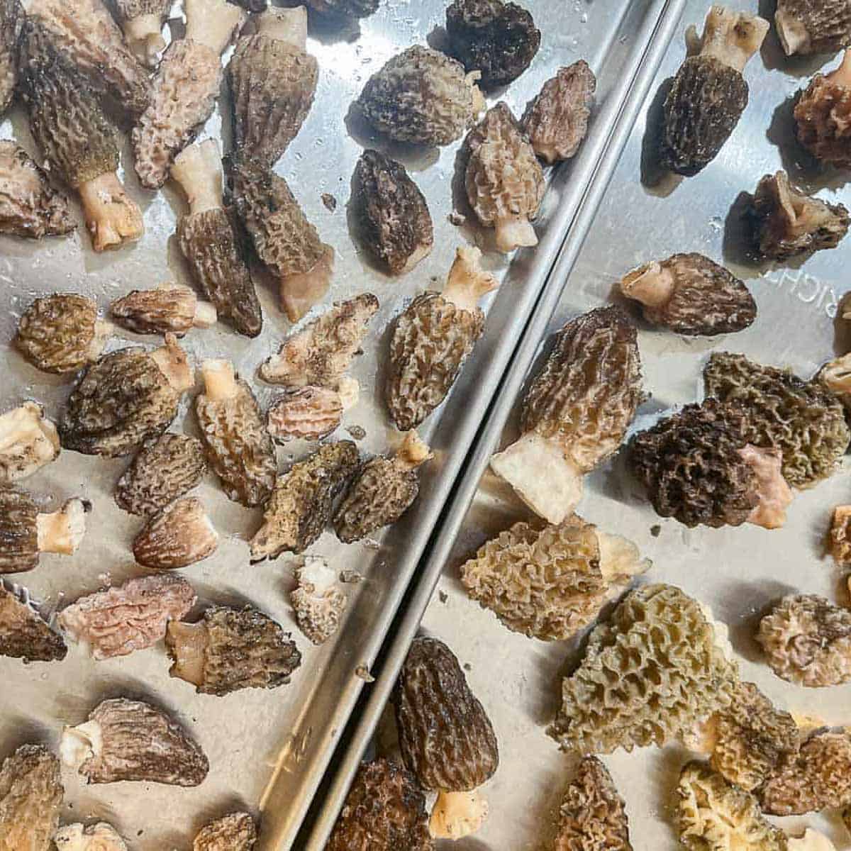 morel mushrooms on freeze dryer trays. 
