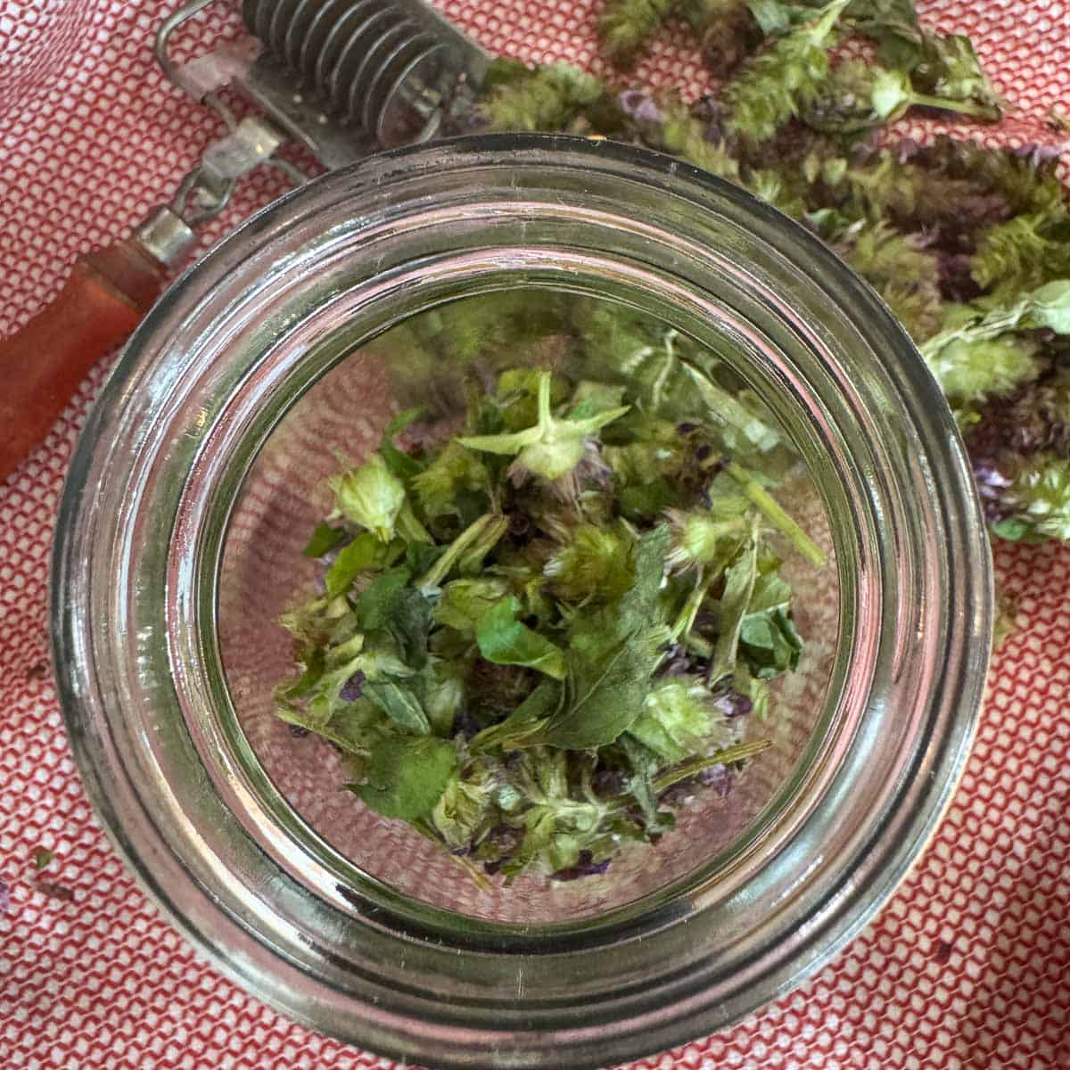mason jar, half full with selfheal.