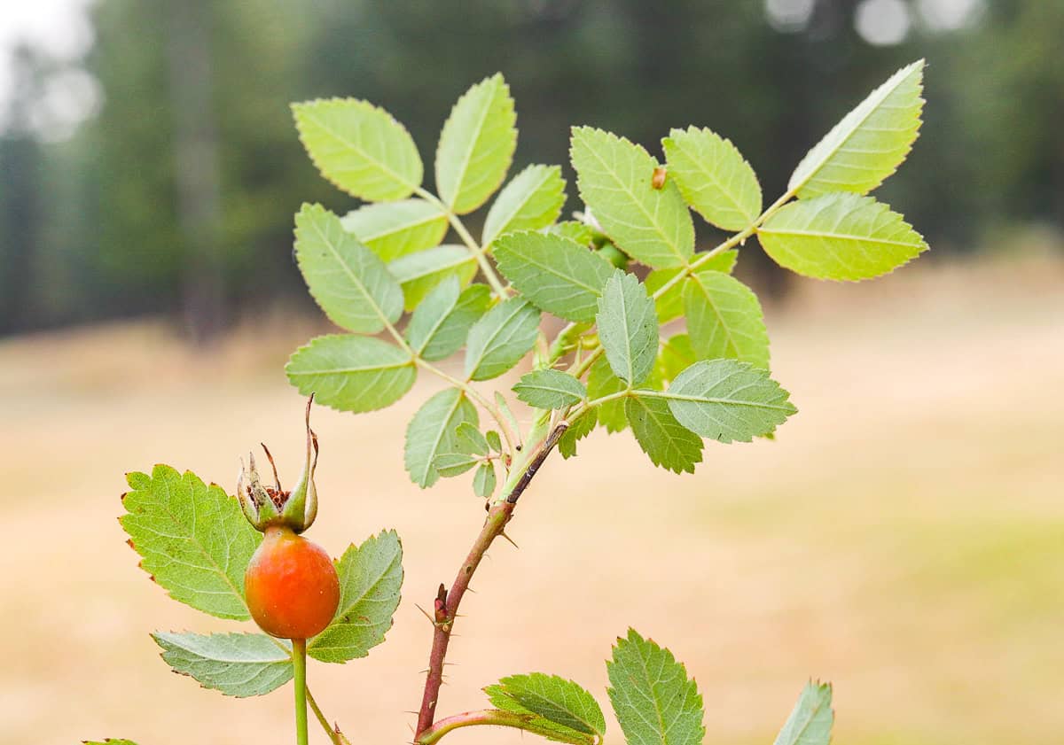 rosehip in a rose bush.