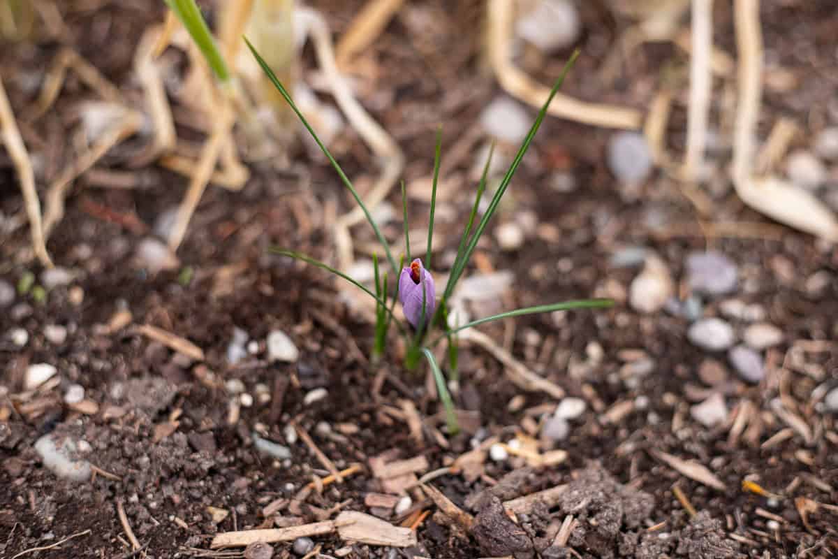 saffron flower about to bloom.