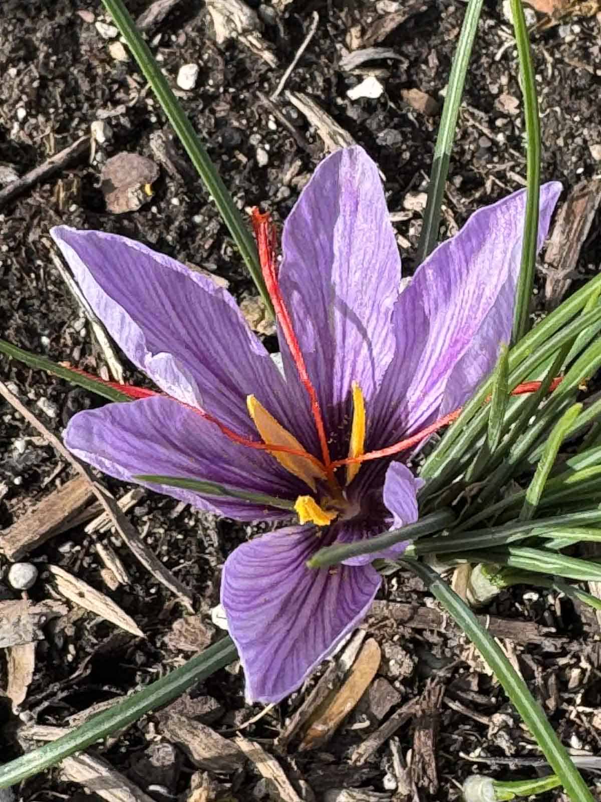 saffron flower in bloom.