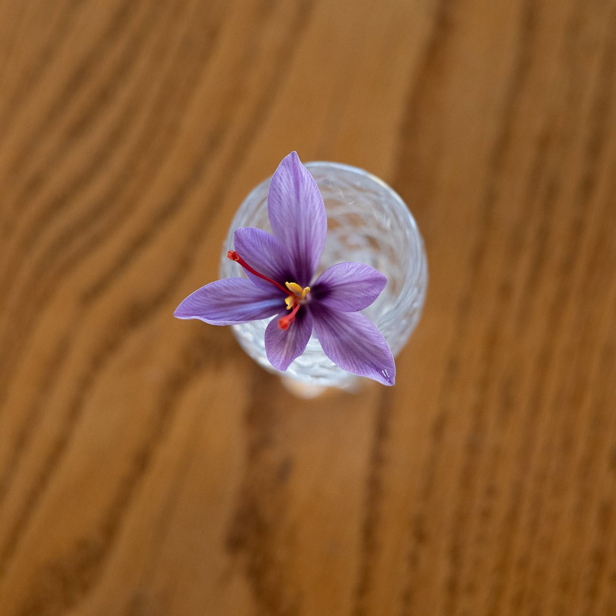 saffron flower in a small glass vase.