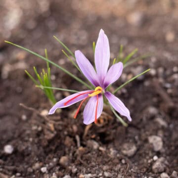 saffron flower