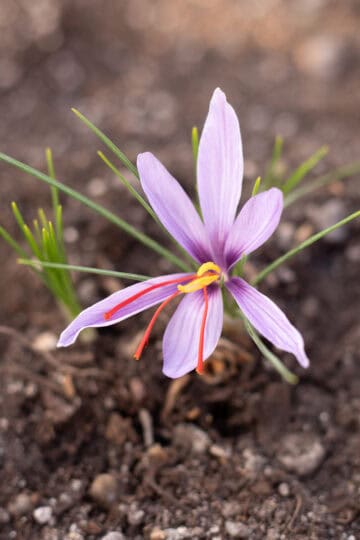 saffron flower