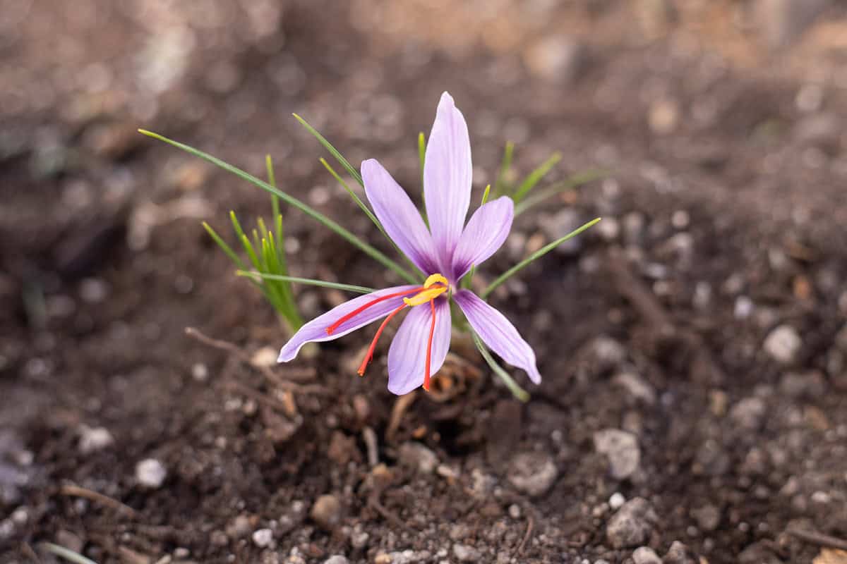 saffron flower