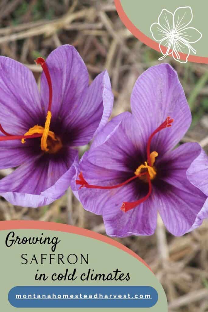 growing saffron pin