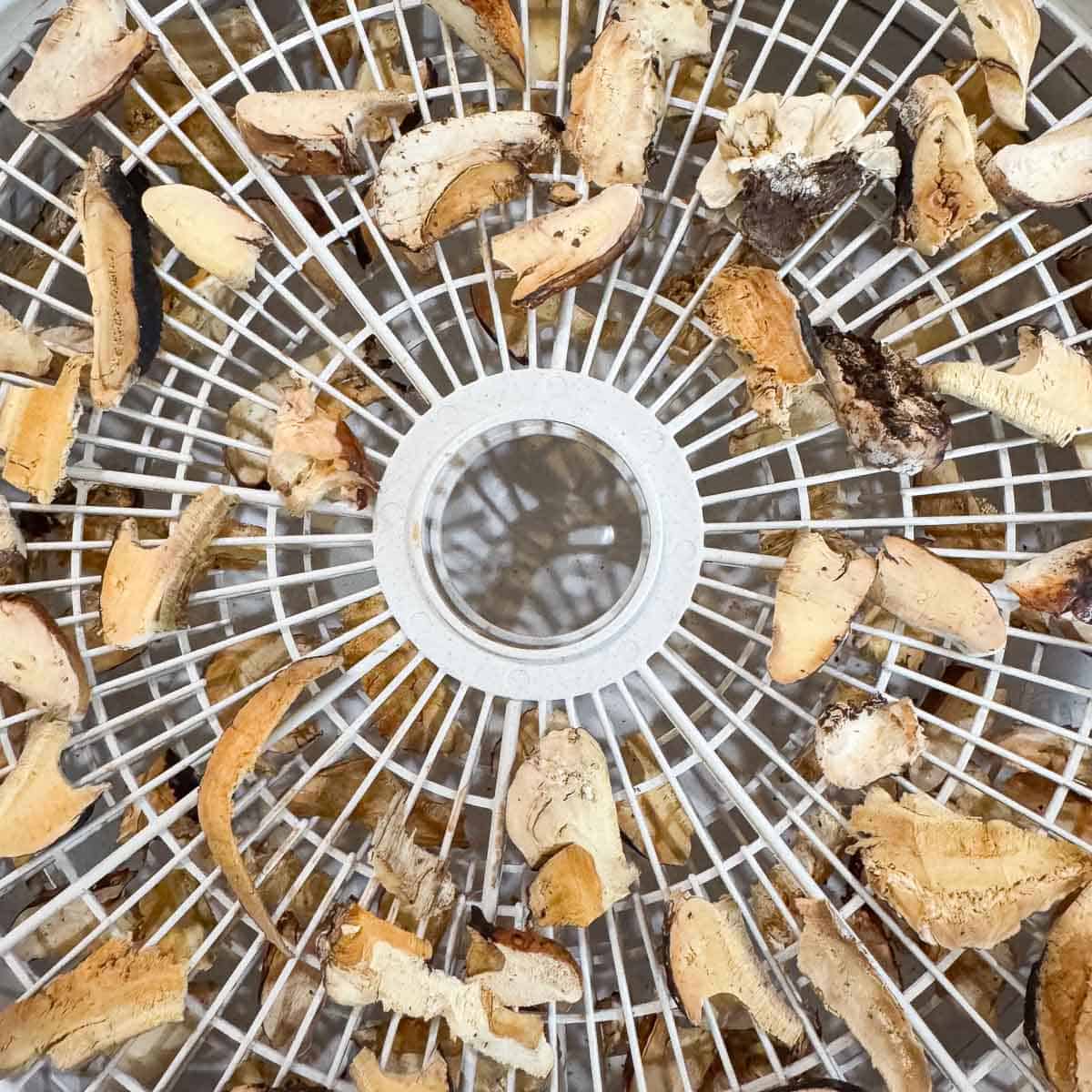 pieces of red belted polypore mushroom being dehydrated.
