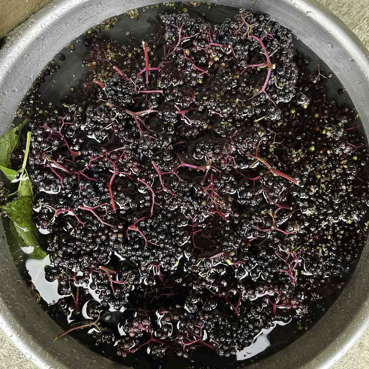 elderberries in a bowl of water.