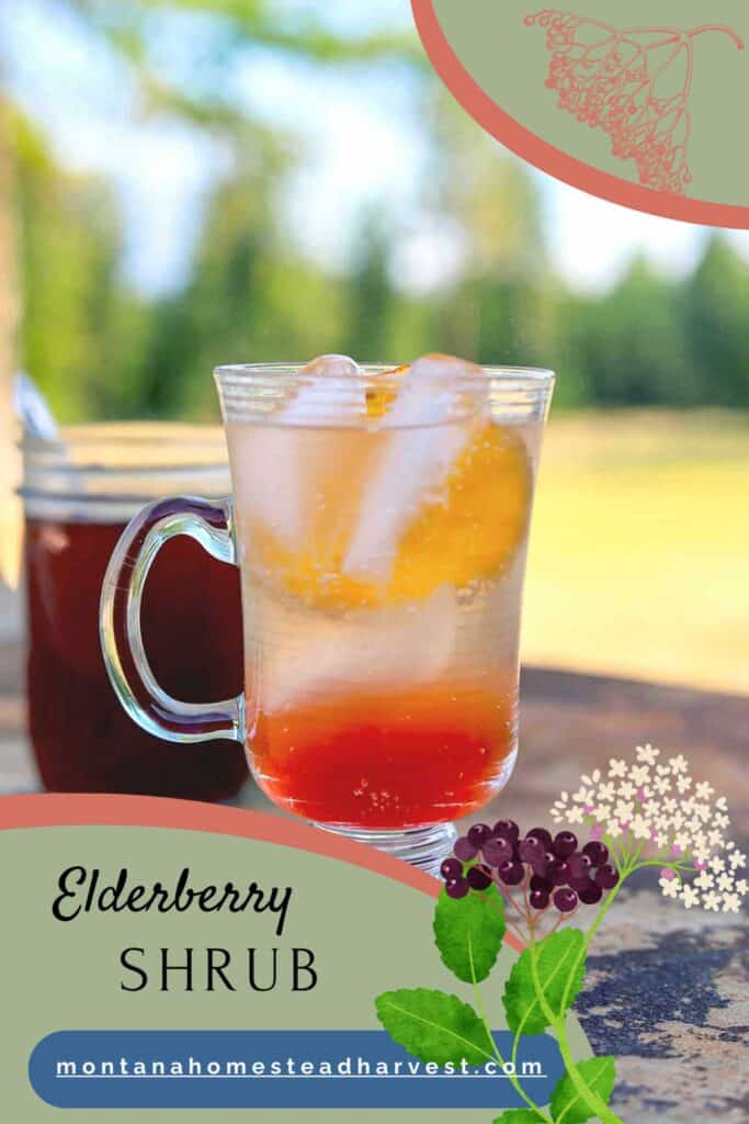 elderberry shrub pin.
