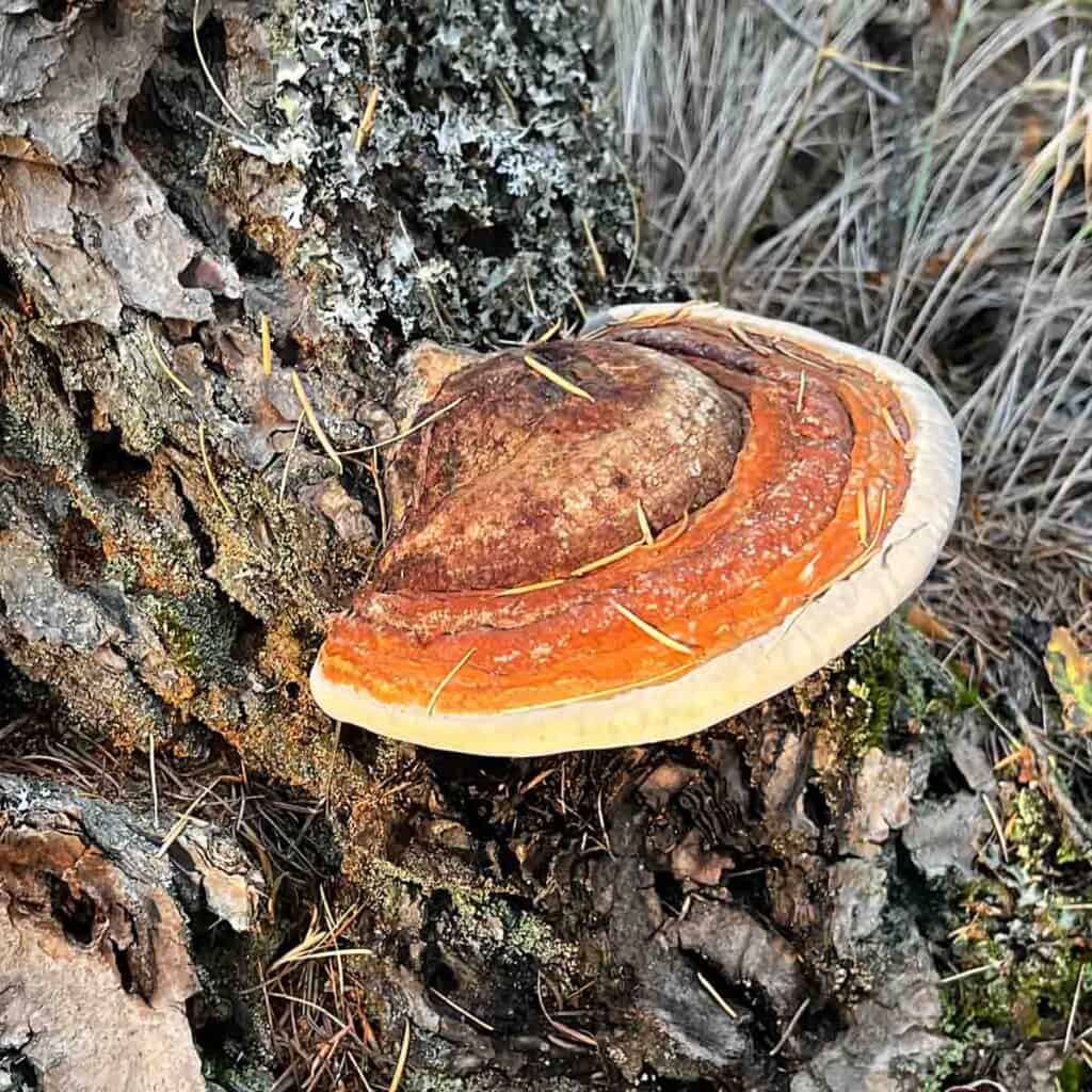 Wild-Harvested Red-Belted Polypore