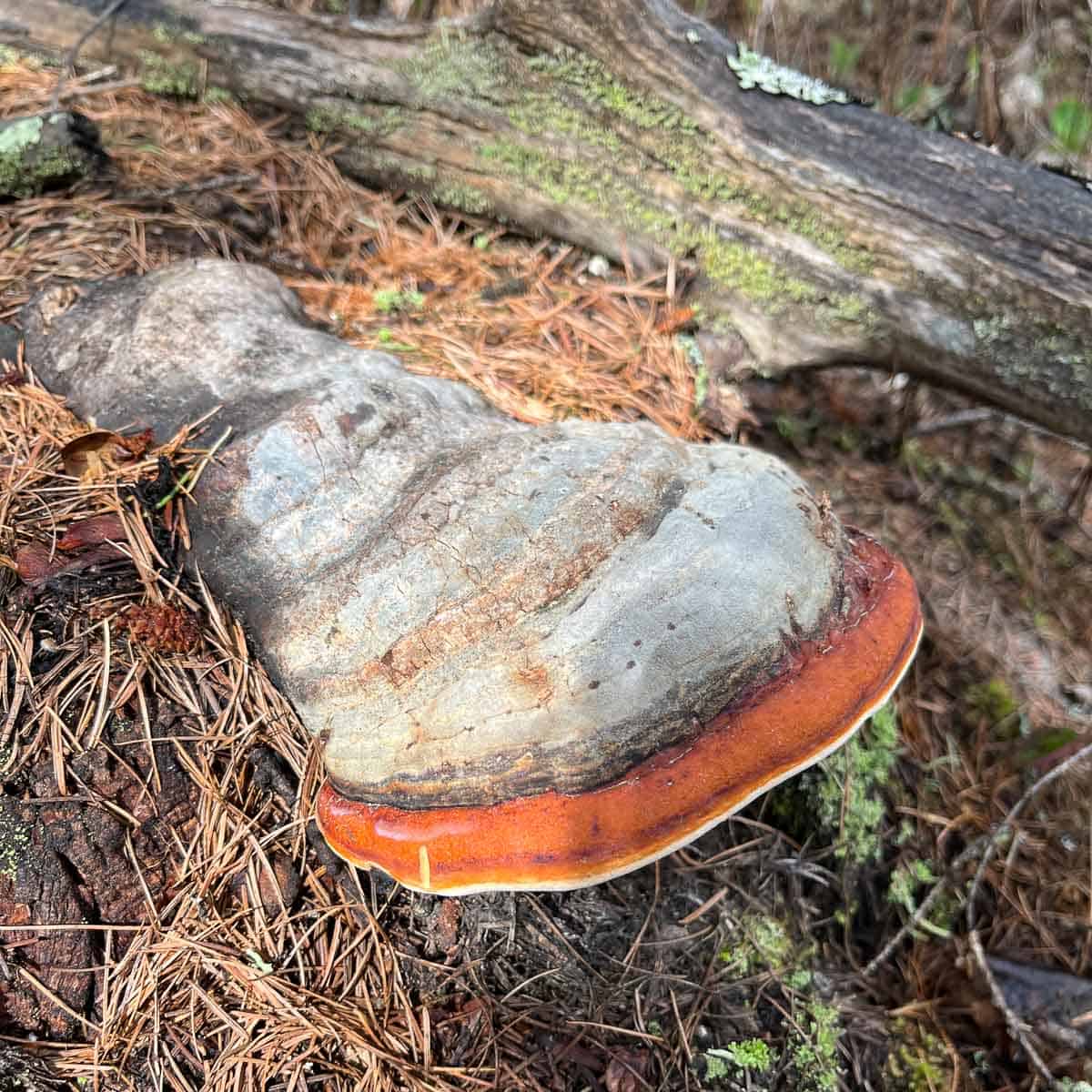 red belted polypore