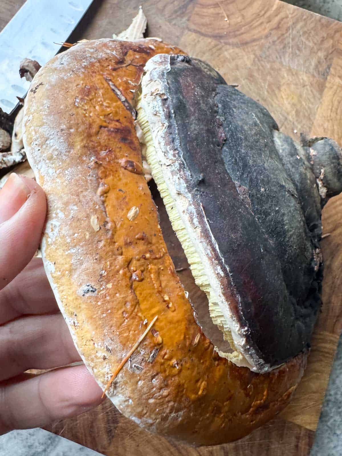 outer layer being pried off of red belted polypore