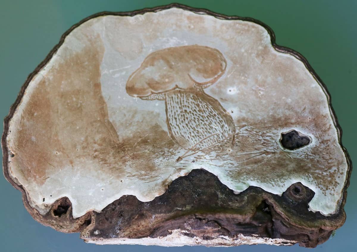 mushroom etched into artists conk.