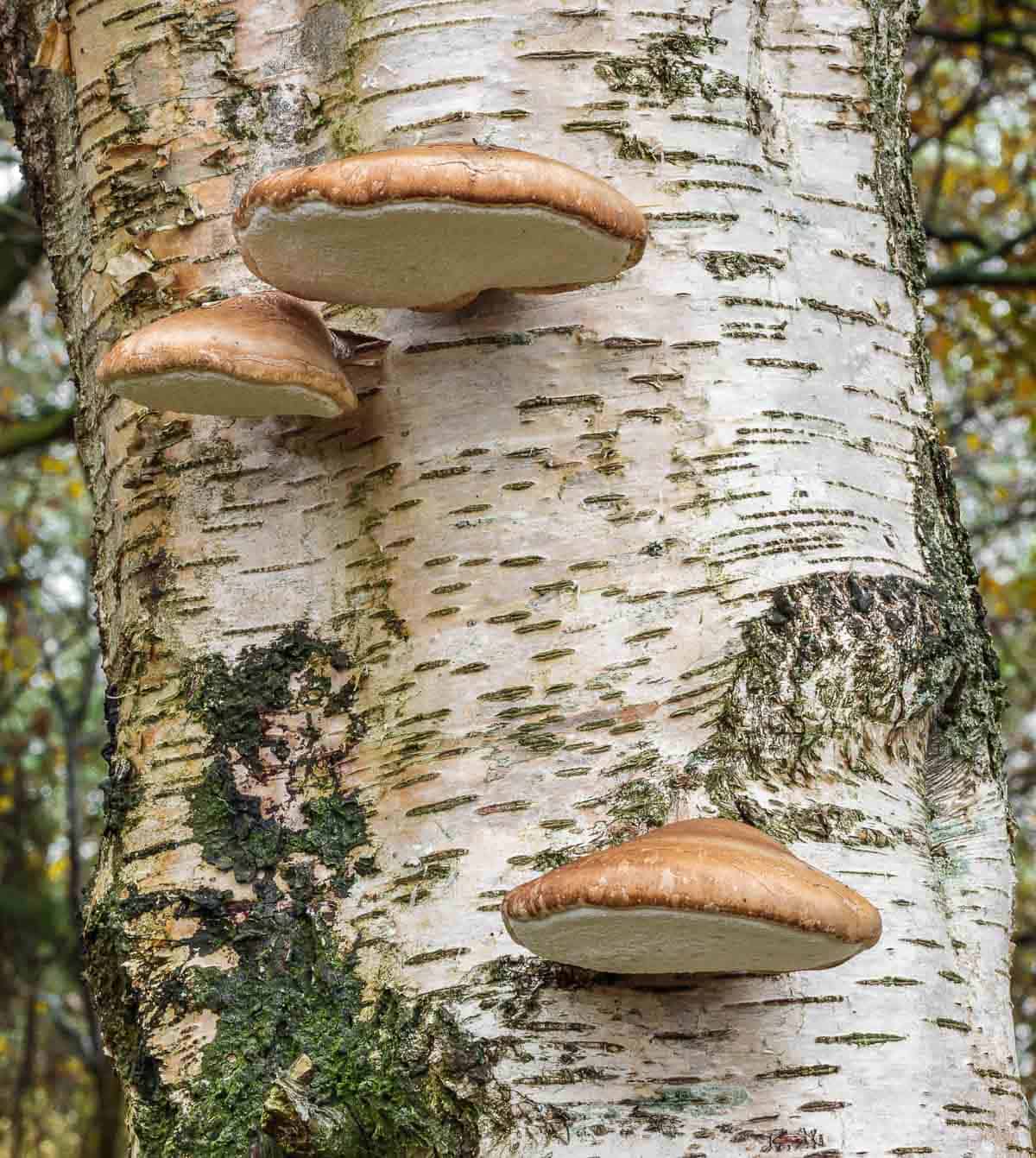 birch polypore growing on birch trunk.