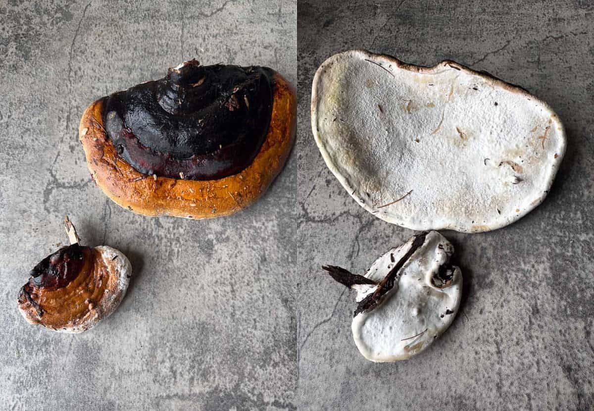 red belted conk top and bottom view.